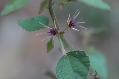 Byttneria herbacea